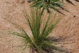 Image result for Bulbostylis sp.no.4