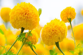 You may also read about health benefits of purslane plant. 7 Health Benefits Of Marigold Or Genda Phool Thehealthsite Com