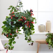 La noi gasesti floarea soarelui de vamai mult. Aeschynanthus Planta Care DÄ Culoare Casei Tale Blog Citygarden