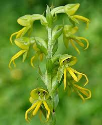 Image result for Habenaria tentaculigera