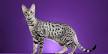 Serengeti cat - Wikipedia