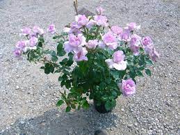 La Rose Du Petit Prince Rose Photo Rose Photos Rose Damask Rose