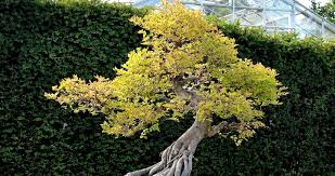39,492 risultati prodotti produttore & fornitore. Piante Zen Quali Piante Utilizzare In Un Giardino Zen Giapponese Per Meditazione Il Blog Di Planeta Srl