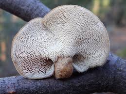 Image result for Polyporus pendulus