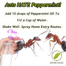 Black Ant Sugar Ant Bites Pictures Pin On Young Living Essential Oils