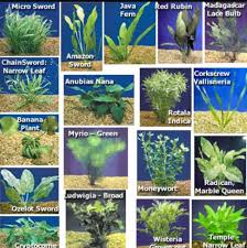 All Of These Plants Are Betta Safe And I Ve Used Almost All Of Them I Suggest A Marino Moss Ball An Anu Freshwater Aquarium Plants Fish Plants Fish Tank Plants