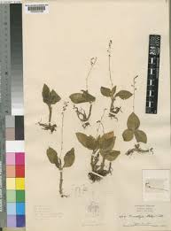 Image result for Malaxis weberbaueriana