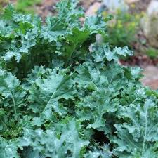 Sabellica), — однолетнее овощное растение. Kale White Russian Organic Heirloom Seeds Asparagus Crowns Seeds