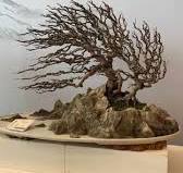 “Fukinagashi” translates to “blown by the wind” or the Windswept style is  one of the most expressive and dramatic bonsai forms. It captures the story  of a tree that has endured years of powerful, ...