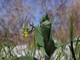 Image result for Ornithoglossum viride