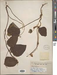 Image result for Rhynchosia luteola