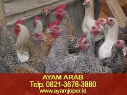 Download mp3 ayam petelur tasik dan video mp4 gratis. Jual Doc Ayam Petelur Di Tasikmalaya Contoh Makalah