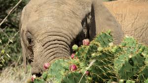 Their thick lips allow them to eat things that most other animals couldn't, such as thorny plants. Can Drones Help Stop The Spread Of Kenya S Invasive Cactus Loisaba Conservancy