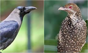 Read raven and dove from the story my art by prussiaflute (porn princess) with 143 reads. Host V Parasite How The Crow And The Koel Contend To Protect Their Eggs The Wire Science