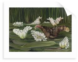 South african bank notes in excess of r5000, gold coins, coin and stamp collections and unprocessed gold. 420 A South African Water Plant In Flower And Fruit Posters Prints By Marianne North