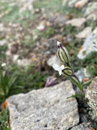 Image result for Silene kiwuensis