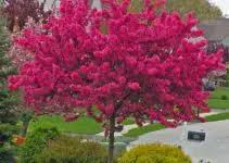 * catalpa speciosa (northern catalpa): Best Privacy Trees And Shrubs For Zones 5 6