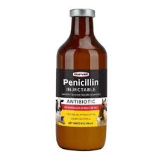10 mg per lb every 6 hrs: Durvet Penicillin Injectable 500cc 43761 At Tractor Supply Co