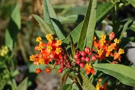 Image result for Asclepias curassavica