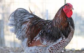 The silver laced wyandotte, which was the original breed. Pin On Farm Stuff