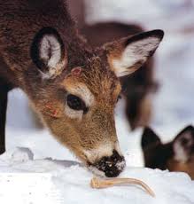 Deer Antler Growth