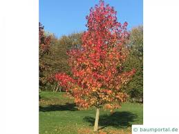 Die besonderheit des liquidambar styraciflua thea sind wohl seine. Amberbaum Liquidambar Styraciflua