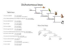 Efficient Dichotomous Key Flow Chart 2019