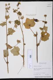 Image result for Hibiscus vitifolius