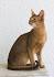 Abyssinian Cat Breed Information, Pictures ...