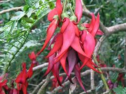Broom is a member of the pea family native to europe. Flowers Of Kaka Beak Shrubs And Small Trees Of The Forest Te Ara Encyclopedia Of New Zealand