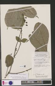 Image result for Vepris zambesiaca