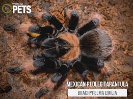 Image result for Emilia brachycephala