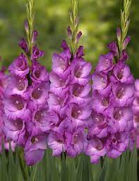 Gladiolos Gladiolus Flower Bulb Flowers Amazing Flowers