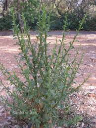 Image result for Laggera