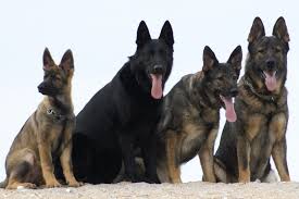 Maybe you would like to learn more about one of these? German Shepherds Nyc Akc German Shepherds Middletown Ny German Shepherd Breeder Ny
