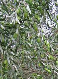 Olea Kalamata Olive 10 Pot Hello Hello Plants Garden Supplies