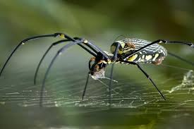 Kết quả hình ảnh cho hình ảnh nhện