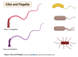 We did not find results for: Animal Cell Definition Structure Parts Functions And Diagram