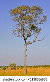 Image result for Schinopsis