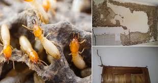 Check spelling or type a new query. 5 Petua Halau Anai Anai Untuk Selamatkan Rumah Vanilla Kismis