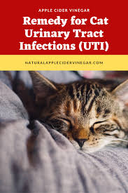 Apple Cider Vinegar Remedy For Cat Urinary Tract Infections Uti All Natural Home In 2020 Apple Cider Vinegar Remedies Urinary Tract Urinary Tract Infection