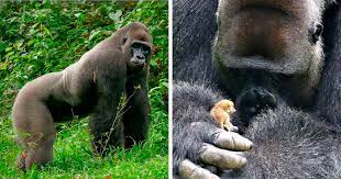24-Year-Old Dominant Gorilla Meets A Tiny Creature In The Forest, And His Reaction Is Priceless | Bored Panda