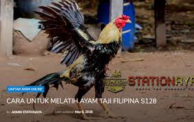 Ayam Filipina Jenis Taji Adalah Ayam Aduan Yang Bertarung Menggunakan Pisau Pada Kakinya Biasanya Ayam Aduan Yang Menggunakan Pis Ayam Jantan Melatih Filipina
