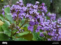 Image result for Wigandia