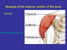 12 photos of the muscle anatomy get body smart. Anatomy Skeletalmuscular System The Skeletal System Divided Into