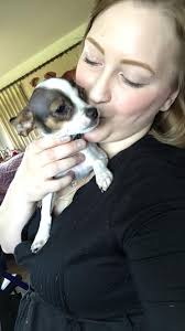 STILL MISSING PLEASE HELP BRING HIM HOME Missing dog, please help me find  him and bring him home. Went missing last night in monkey junction near  walmart. He is a blue pit