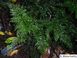 Image result for Vandenboschia gigantea