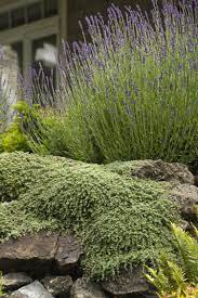 Woolly Thyme In 2021 Wooly Thyme Drought Tolerant Garden Monrovia Plants