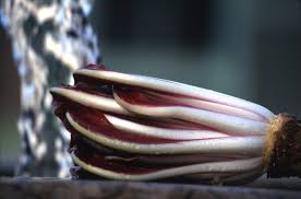 Insalate (cicoria, radicchio, catalogna, puntarelle, indivia, lattuga, valerianella, rucola). Radicchio Rosso Di Treviso Wikipedia