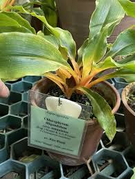 Image result for Chlorophytum filipendulum